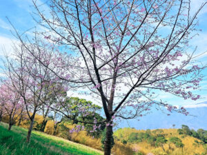 三月限定-赤科山｜櫻式之旅 種植你的櫻花夢